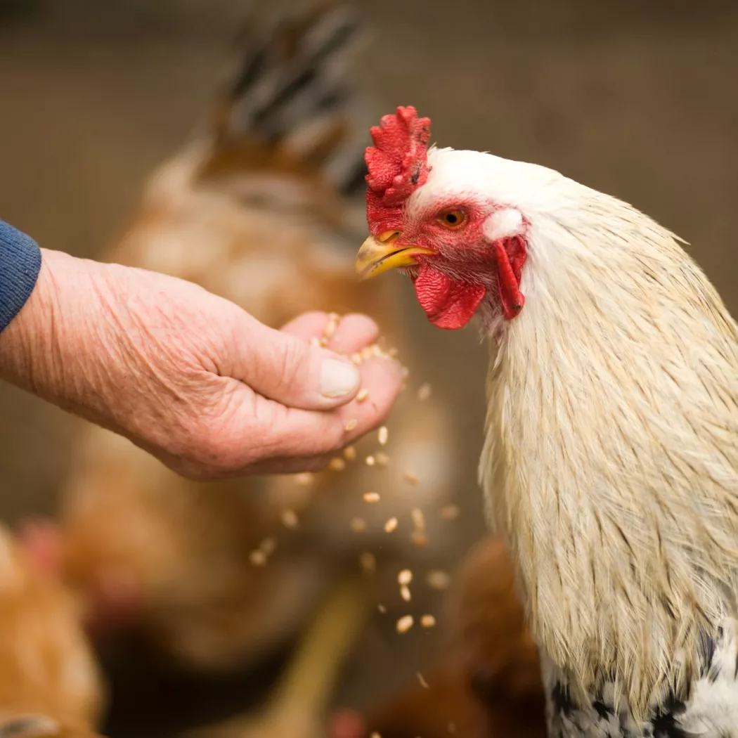 chlorek choliny paszowy dla drobiu