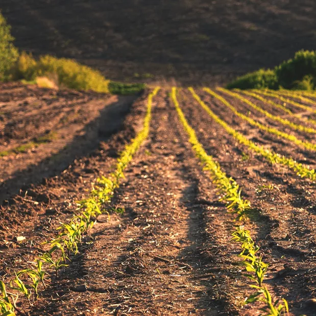 fosforan dwuamonowy nawóz