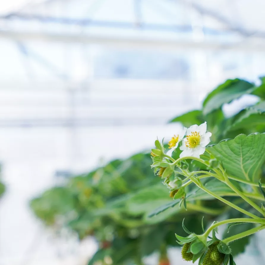 saletra magnezowa nawóz