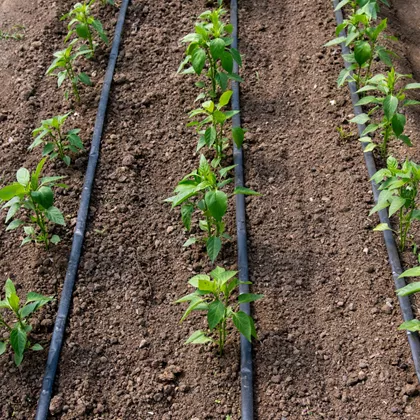 roztwór saletry magnezowej jako nawóz do fertygacji