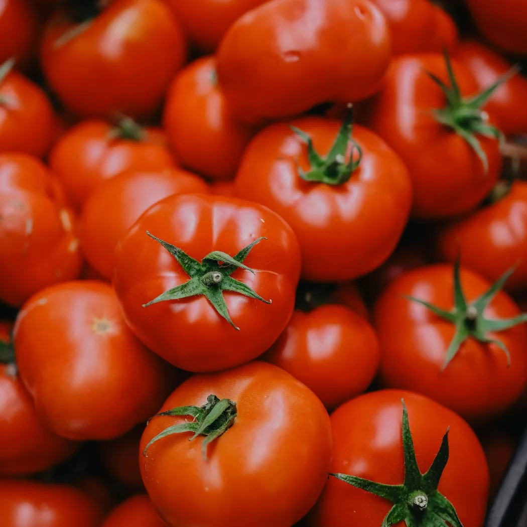 saletra wapniowa na pomidory