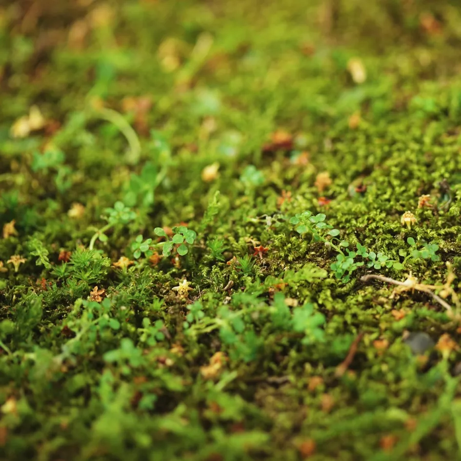 siarczan żelaza na trawnik