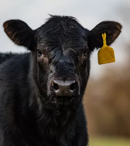 tlenek magnezu dla bydła