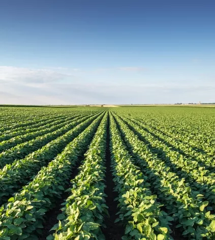 tlenek magnezu nawóz