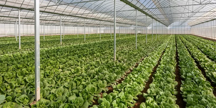 azotan magnezu nawóz