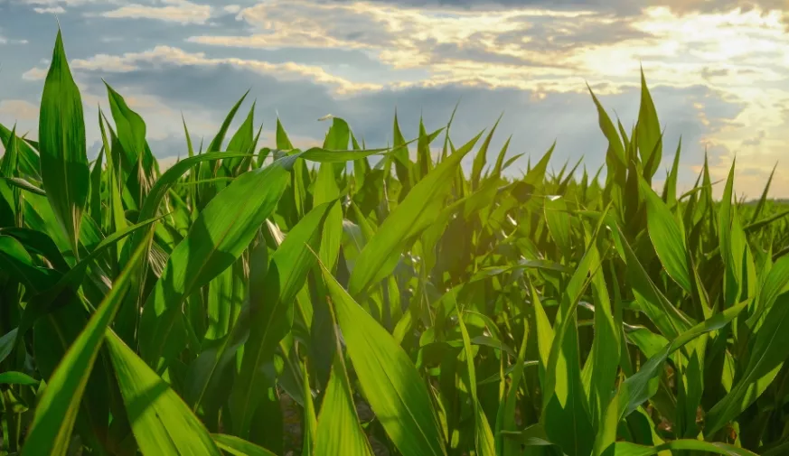 saletra magnezowa posypowa