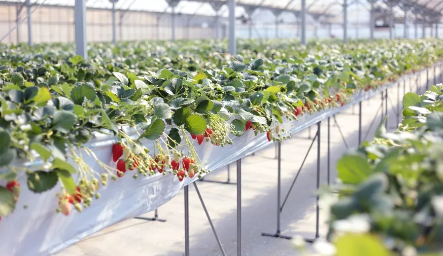 saletra wapniowa na truskawki