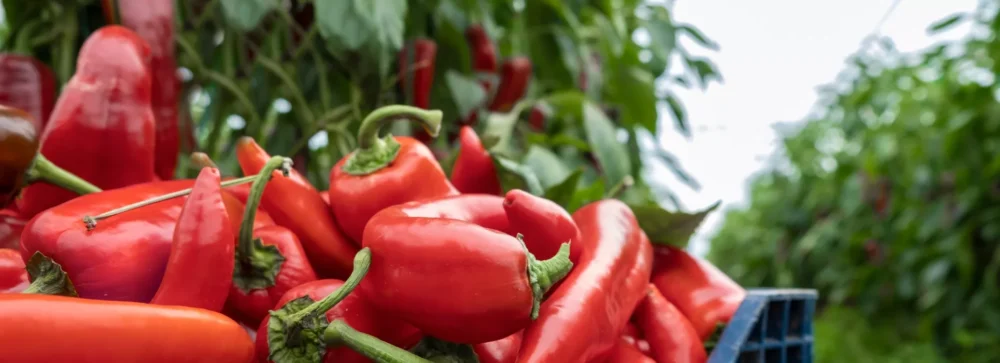 azotan potasu nawóz