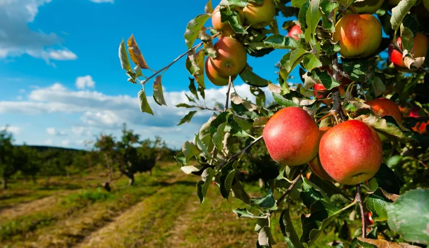saletra potasowa 25kg do sadów i szklarni
